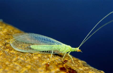 The Meditative Gardener: Lacewings