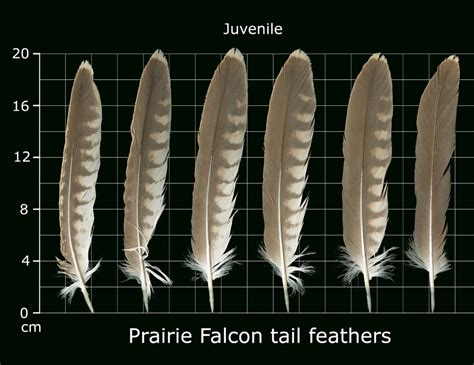 The Feather Atlas - Feather Identification and Scans - U.S. Fish and Wildlife Service Forensics ...