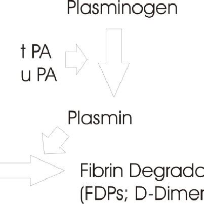 Fibrinolysis Pathway. A simplified fibrinolysis pathway is illustrated ...