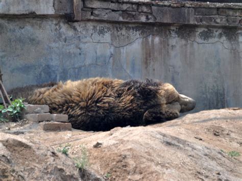 The animals at Badaling Wildlife Park in Badaling, China