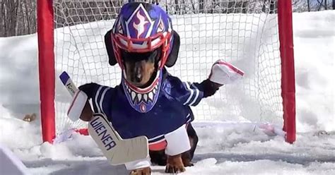 Crusoe the dachshund is probably a better hockey goalie than most NHL goalies | Crusoe the ...