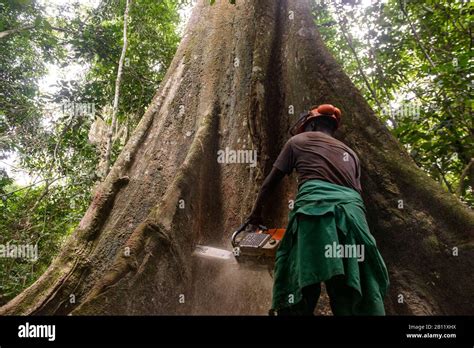 Sustainable deforestation in the equatorial rainforest, Cameroon ...