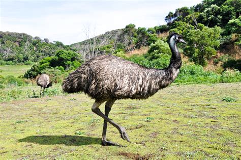 Emus vs. Humans: The Great Emu War of 1932