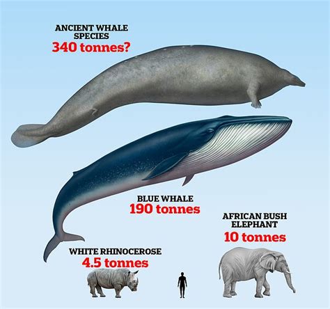 Is this the heaviest animal EVER? Scientists say colossal ancient whale ...