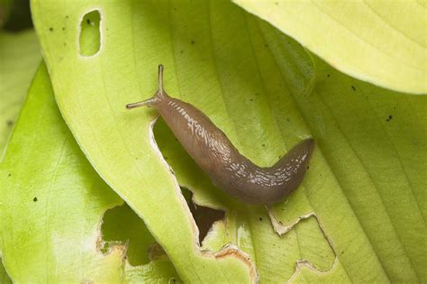 How to Get Rid of Garden Slugs