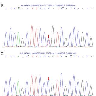 A: The sequencing exposes a homozygous mutation c.817G>A (p.G273R) in... | Download Scientific ...