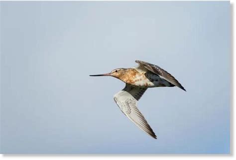 Bar-tailed godwit sets world record with 13,560km continuous flight ...