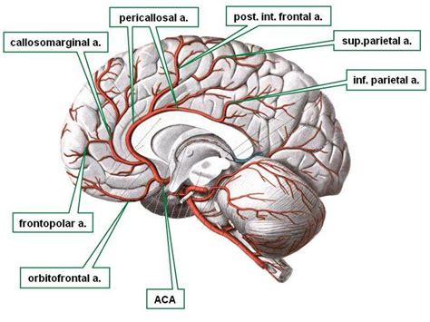 Pictures Of Anterior Cerebral ArteryHealthiack