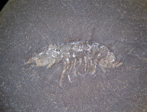 Found Oldest Known Fossil Isopod - Member Collections - The Fossil Forum