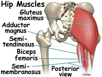 Hip Anatomy | eOrthopod.com