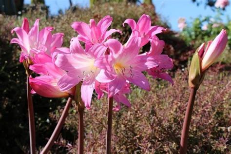 How To Plant Easter Lily Bulbs, 3 Proven Steps! - Krostrade UK