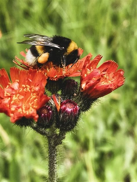 Bumblebee Flower Pollination - Free photo on Pixabay - Pixabay