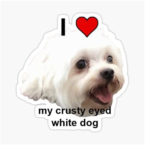 Crusty White Dog Meme | ubicaciondepersonas.cdmx.gob.mx