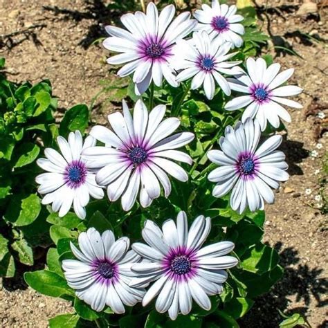 25 Seeds Ice White African Daisy - Etsy | Planting flowers, Flower ...