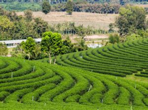 Contour Farming- Everything you should know about this unique farming technique - Rocket Skills