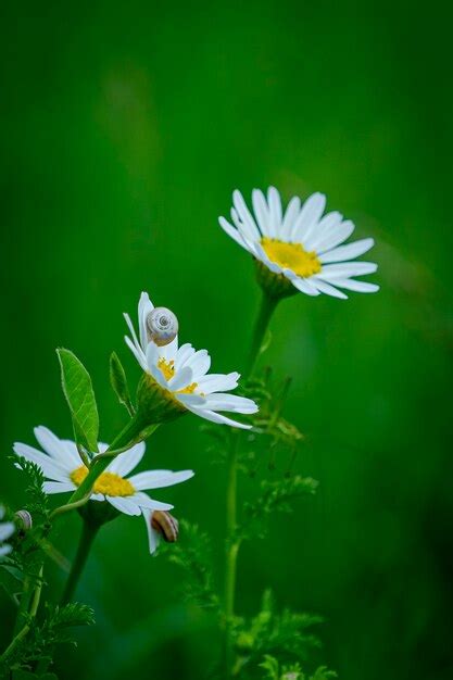 Premium Photo | Beautiful flowers in the park