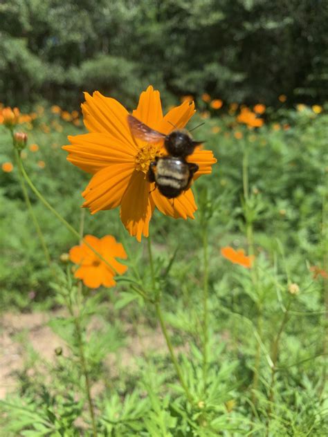 Wild flowers near USA’s bike trails, Mobile, AL : r/Alabama