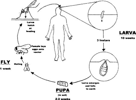 Dermatobia hominis (Botfly) Infestation of the Lower Extremity: A Case ...