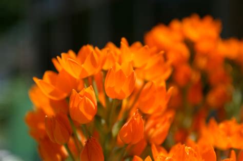 Pictures Of Orange Flowers - Beautiful Flowers