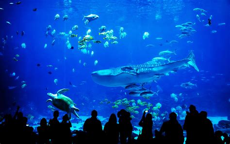 Kelly Tarlton's Aquarium - SEA LIFE in Auckland | View Auckland