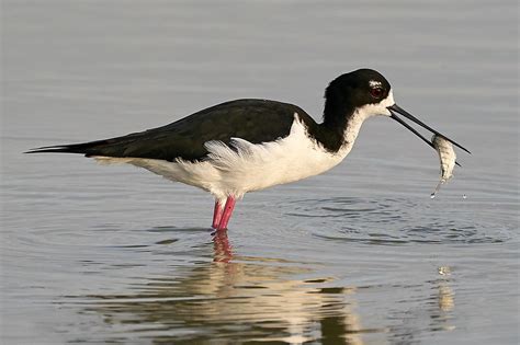 Hawaiian Stilt : birding