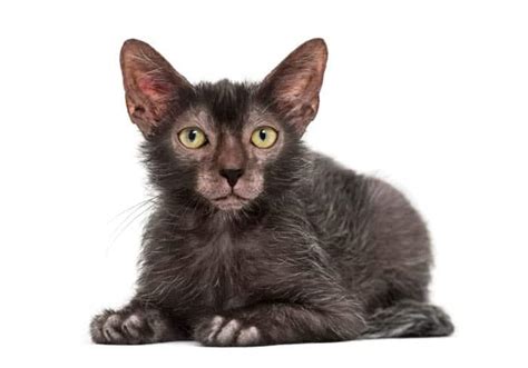 Lykoi Cat Breed Profile - Cat-World