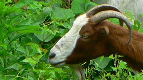 The goats fighting America's plant invasion - BBC News