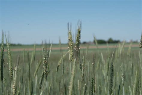 Fertilizing Winter Wheat and Winter Rye: Sooner Rather Than Later