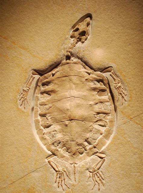 The Formation and Preservation of the Solnhofen Fossils | BEYONDbones