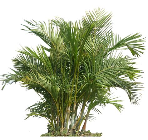 Tropical Plant Pictures: Chrysalidocarpus lutescens ( Areca Palm )