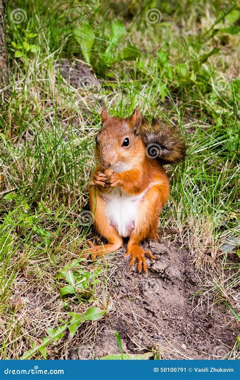 Red, Fluffy Squirrel Dinner, Eating Nuts. Stock Image - Image of nuts ...