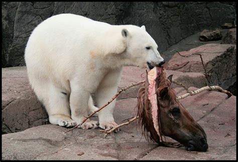 Insights: Bears eating people