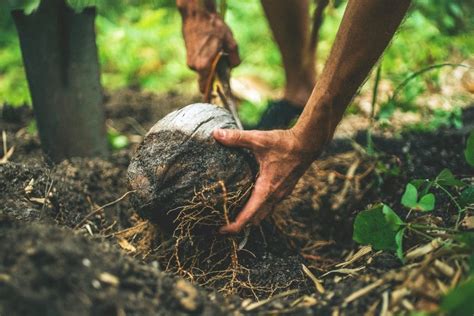 The Ultimate Guide To Coconut Water | Ultimate Paleo Guide