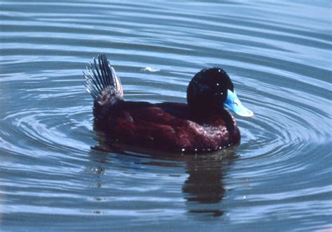 Blue-billed Duck - The Australian Museum