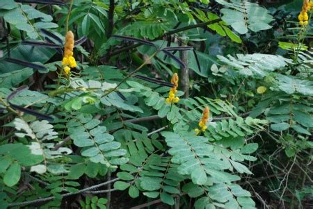 Betel leaf, buyo - Philippines