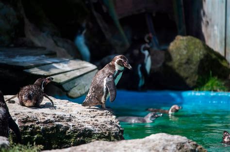 In pictures: Chessington zoo animals keep cool during heatwave with ice lollies and pool dips ...