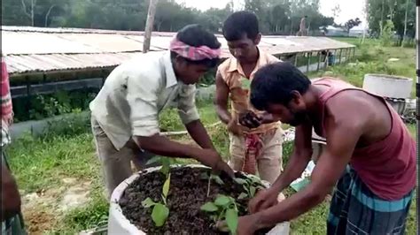 Organic Farming new idea in Bashtoil, Tangail, Bangladesh - YouTube