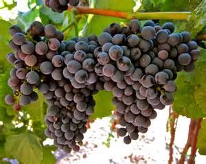 Tannat: Not Just Uruguay's National Grape - Grapecollective.com