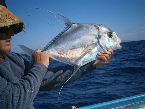 African Pompano | Mexico – Fish, Marine Life, Birds and Terrestrial Life