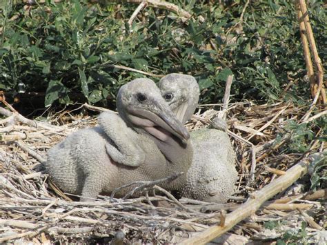 Baby Pelicans on Pelican Island Reptiles And Amphibians, Mammals, Pelican Art, Shoebill, Herons ...