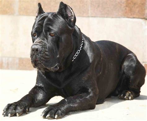 27+ Cane Corso Mastiff Price Picture - Bleumoonproductions