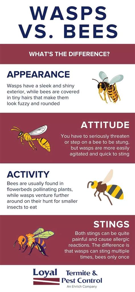 Wasps vs Bees: How Are They Different? | Richmond Virginia