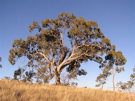 Apple Box (Eucalyptus Bridgesiana) – WOODiWiLD