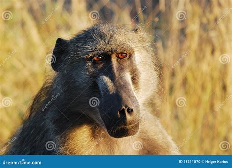 Chacma Baboon (Papio Ursinus) Stock Photo - Image of safari, animals: 13211570