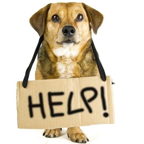 What to Do If You Have Lost a Pet - Napa Humane