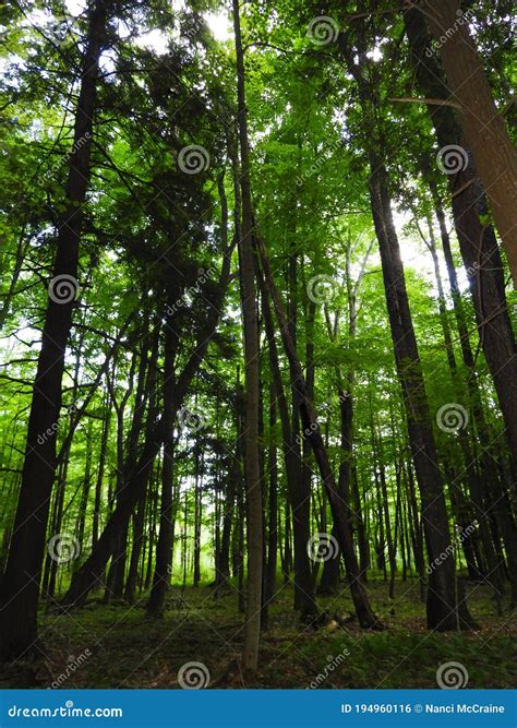 Tree Canopy Sunlight among Tall Forest Trees Stock Photo - Image of habitat, shade: 194960116