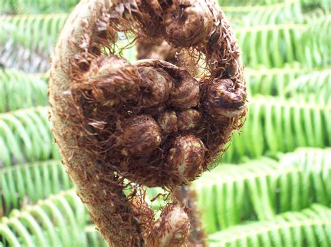 Fern Frond Free Stock Photo - Public Domain Pictures