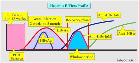 Hepatitis B Virus Surface Antigen (HBs), Australia Antigen Significance - Labpedia.net