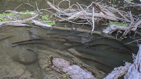 Scientists Discover Electric Eels Hunting in a Group | Smithsonian Institution