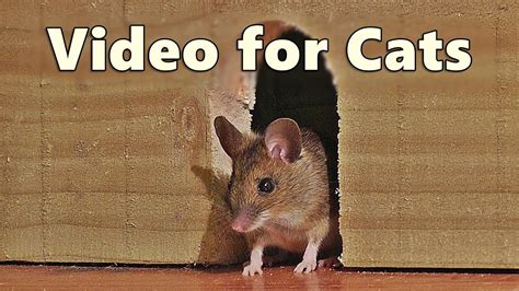 Videos for Cats ~ Mouse in The House 🐭 A Video for Cats to Watch Mice 🐭 8 HOURS - YouTube